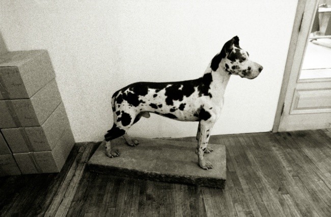 The warhol factory dog